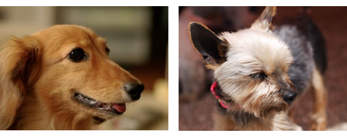 犬 猫の心臓肥大 自宅で漢方治療 相談無料 犬 猫の心臓肥大 自宅で漢方治療 相談無料